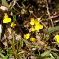 Utricularia bifida L.
